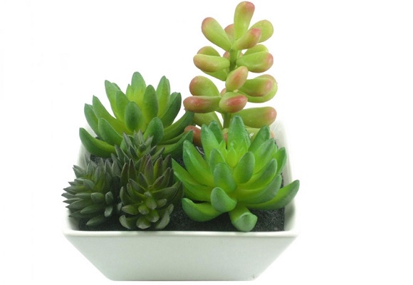 para jardim pequenas mudas de plantas ou musgos usar a ferramenta que para jardim pequenas mudas de plantas ou musgos usar a ferramenta que