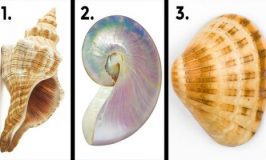Teste de personalidade das 3 conchas