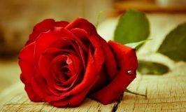 A Rosa