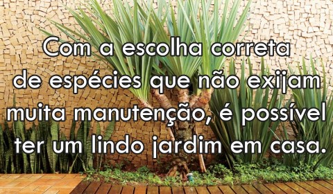 plantas-facil-cultivo