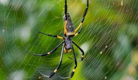 Significado de sonhar com aranha - Sonhos Angels