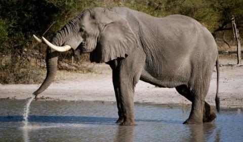 Sonhar com Elefante