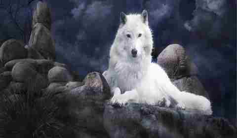 Sonhar com lobo