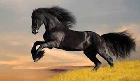 Significado de sonhar com cavalo