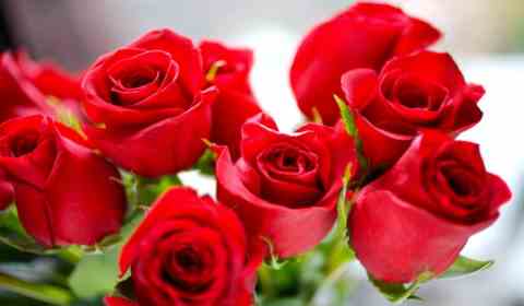 sonhar com rosas