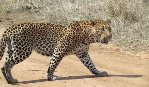 Sonhar com leopardo