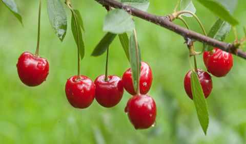 Sonhar com cereja