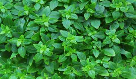 Como cultivar manjericão dentro de casa