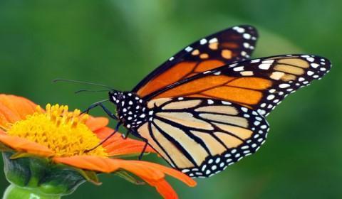 O que significa quando você vê uma borboleta?