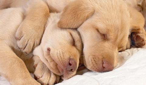 Significado de sonhar com cachorro