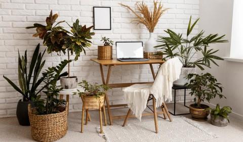 Home Office: 5 plantas que aumentarão sua produtividade no trabalho