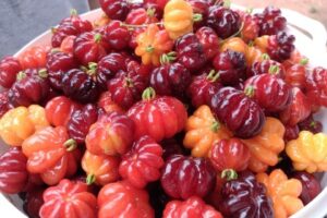 Pitanga: 7 motivos para incluir a fruta na sua dieta