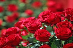 Atraia o Amor: 3 Rituais com Perfumes e Rosas para transformar sua vida amorosa