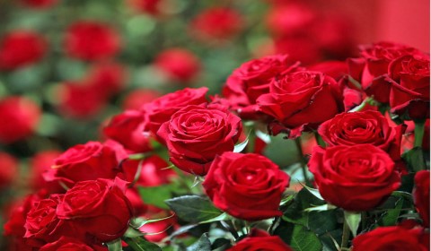 Atraia o Amor: 3 Rituais com Perfumes e Rosas para transformar sua vida amorosa