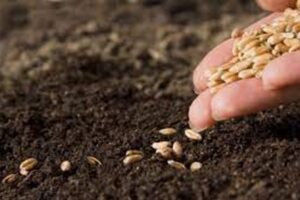 Plantando sementes de prosperidade: O poder da linguagem positiva