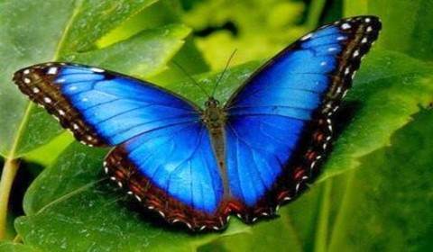 Significado Espiritual da Borboleta Azul