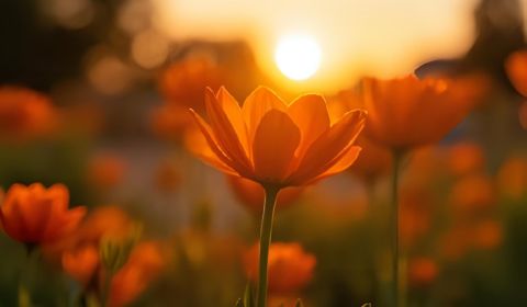 Quando o coração se silencia, a alma encontra paz